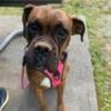 Boxer CKC. Reg. adult Female