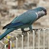 Blue quaker parrot 500$