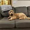 Standard Goldendoodle Stud 
