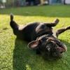 Frenchie, French Bulldog, Male, 3.5years