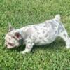 TANK (Male Merle French Bulldog)