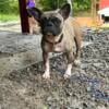 Female French bulldog