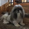 akc shih tzu for stud only stud only