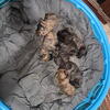 Presa Canario 7 pups