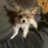 Akc registered tri color parti yorkie pup