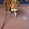 2 year old exotic bully