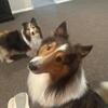 Sheltie looking for a forever home