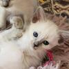 Balinese Girl ( fuchsia)TICA/CFF