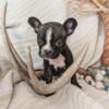 Frenchton French Bulldog/Boston terrier Female Babies