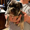 Text 00$60 deposit prior to meeting Ukc abkc female bully pup