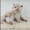PURE BREED BRITISH SHORTHAIR KITTENS FOR SALE