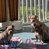 Exotic Micro Bullies 