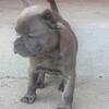 French Bulldog puppy - Cali
