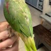 Tame Alexandrine Parrot Male $1400