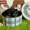 Adorable Pomeranian Puppies