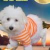 AKC Bichon Frise babies