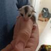 Sugar glider family