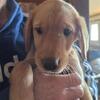 Goldador puppies available now!