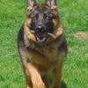 Rich Black and Red Large Bone German Shepherd Pups