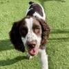 English Springer Spaniel