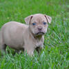 Chocolate fawn female 