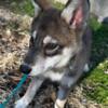 Low Content Wolfdog Pups - REDUCED