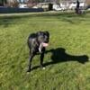 Bullmastiff 3 yrs old male not neutered