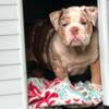 English bulldog male Merle puppy