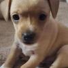 Chi weenie mix looking for forever home