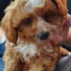 2yr old miniature cavapoo