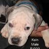 Xl American Bully Babies