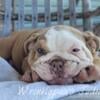 AKC English Bulldog girl