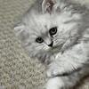 Zoke Male Persian Kitten