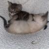 Kittens needing New home soon