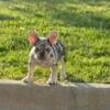 Exotic Merle Female Frenchie Is Available