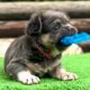 11 Wk Old Rare Fluffy Frenchie Pups Ready To Melt Your Heart!