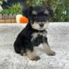 Mini Schnauzer Puppies Ready Now - $1000