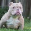 Adult Nano Exotic Bully