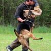 Schutzhund Quality German Shepherd Puppies