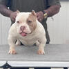 Female Exotic Bully Available 