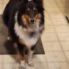 2 year old, Female, Sheltie