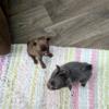 Chihuahua puppies One male and one female looking for good homes