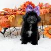 Cavapoo Puppies ready for their forever homes