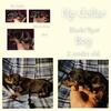 AKC Doberman Puppies