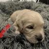 AKC Golden Retriever Puppies