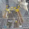 Canarios Timbrados Amarillo En Miami