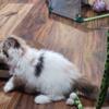 Persian kitten ready for her forever family