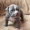 Pocket Bully Male