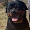 AKC ROTTWEILER FEMALE