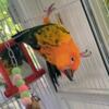 High yellow, sun conure male. Trade for male ino quaker?